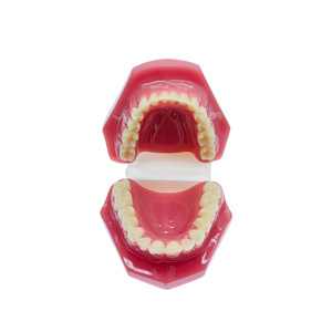 Modèle dentaire orthodontique pour bébé, modèle pédagogique de soins bucco-dentaires, modèle dentaire réparateur, modèle oral détachable - Product Image 1