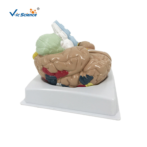 PVC chức năng khu vực não Mô hình giải phẫu cho khoa học y tế - Product Image 1