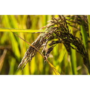Riz noir de meilleure qualité Riz délicieux pour les plats Riz biologique Meilleure vente Fabriqué au Vietnam - MR Justin Ngo - Product Image 5
