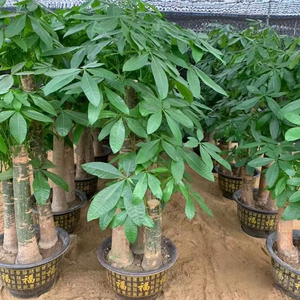 Arbre à Monnaie Bonsaï de Qualité Supérieure pour Décoration Intérieure, Pachira Porte-Bonheur Evergreen en Pot, Plantes Ornamentales Vivantes d'Extérieur en Gros - Product Image 3