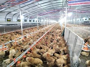 High Quality Prefab Steel Structure Poultry Farm Houses Automated Chicken Poultry House - Product Image 3