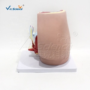 Modello Anatomico Avanzato del Pelvi Femminile Umano - Product Image 3