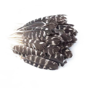 Plumes d'aile de dinde pour décoration (pas de taches, de coupures, de pièces manquantes) - Product Image 5
