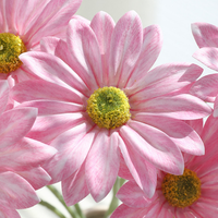 Bunga Matahari Daisy Artificial Real Touch Kelas Atas Seri Warna Monet untuk Dekorasi Pesta Pernikahan Mewah