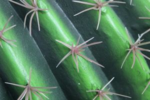 Vente Flash Faux <span class=keywords><strong>Cactus</strong></span> Artificiel en Pot, Balle de Succulentes Très Réalistes, Bonsaï, <span class=keywords><strong>Prix</strong></span> Usine, Plante Fictive pour Décoration Extérieure - Product Image 6