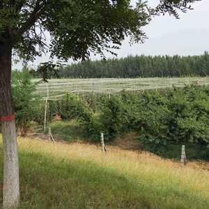 Filet <span class=keywords><strong>anti</strong></span>-abeilles de haute qualité 60g, maille <span class=keywords><strong>anti</strong></span>-insectes pour la protection des fruits de la vigne et des vignobles - Product Image 2