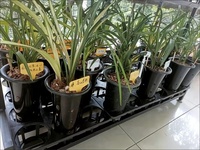 Plateau de transport économique pour 15 pots de fleurs, support pour orchidées papillon, plateau de semis en plastique pour serres et pots de balcon