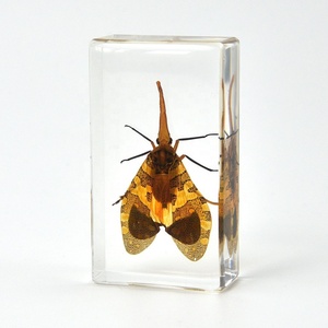 Artesanía de resina de alta calidad, pisapapeles de insectos de taxidermia encapsulados con insectos reales para educación científica y colección de especímenes - Product Image 1