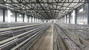 Nouvelles cages à poules automatiques de type A à 4 niveaux, bon marché et de qualité, avec garantie de 5 ans, en acier galvanisé à chaud <span class=keywords><strong>pour</strong></span> le Malawi - Product Image 5
