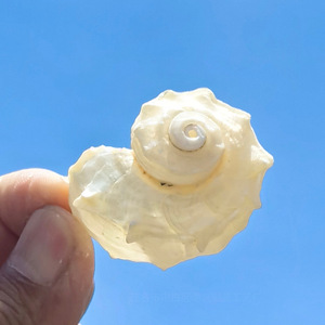 Granchi eremiti che sostituiscono conchiglie collezione di conchiglie naturali lucidate capesante nautica decorazione di pesci vero tocco <span class=keywords><strong>animale</strong></span> Seastar - Product Image 4