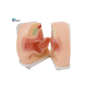 Modelo De Ensino Médico Modelo De Anatomia Reprodutiva Feminina Para Treinamento De Obstetrícia E Ginecologia - Product Image 1