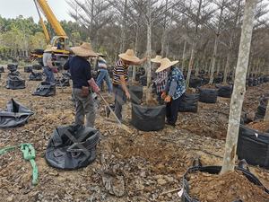 HOKBG Venta caliente 500 litros Heavy-Duty Nursery Grow Bag PP Plástico Polietileno para plantar árboles - Product Image 4