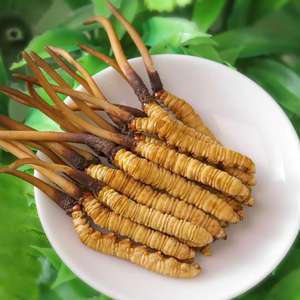 Kotak hadiah panen liar bubuk ekstrak Herbal tingkat makanan Cordyceps Tibet - Product Image 2
