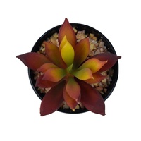 Mini-plante succulente artificielle nordique en pot, cactus tropical, petit bonsaï pour toutes les occasions, décoration de bureau et de maison