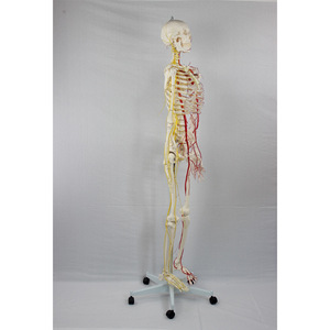 Modelo de Entrenamiento Médico de PVC DARHMMY, Esqueleto <span class=keywords><strong>Humano</strong></span> Avanzado con Estructuras Nerviosas y Vasculares, Hecho en China, Modelo BOU/190012 para Uso Médico - Product Image 2