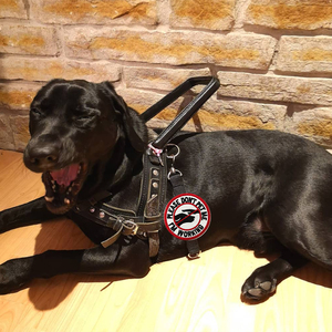8 Pieces Embroidered <strong>Dog</strong> Patches Chenille Service <strong>Dog</strong> Vest Tactical Hook Loop Harness Logo DIY Decorations Removable Patches - Product Image 3