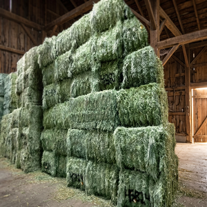 Foin de luzerne et d'herbe de Rhodes de qualité supérieure pour chevaux, bovins, porcs, poissons et chiens à prix très avantageux - Emballage de 45 kg/600 kg - Product Image 2