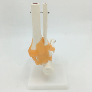 Joint de pied <span class=keywords><strong>humain</strong></span> grandeur nature avec Ligaments modèle pour la Science éducative - Product Image 6