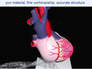 Educational <strong>3D</strong> human <strong>Heart</strong> Anatomical coronary arching attach Hospital Suppliers - Product Image 6