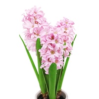 Bunga Hyacinth Palsu Pink Hiper-Realistis dengan Pot Putih Hasil Kerajinan Tangan, Tahan Pecah & Tahan Luntur, Dekorasi Dalam Ruangan Elegan Permanen