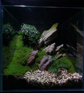 A.S. <span class=keywords><strong>Aquarium</strong></span> <span class=keywords><strong>Aquarium</strong></span> Landschapsarchitectuur Aswp25a Decoratief Stenen Paludarium Landschapsontwerp - Product Image 1