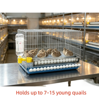 Cage à cailles automatique multicouche robuste pour la production d'œufs avec plateau coulissant