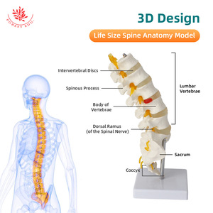 Modèle de colonne lombaire FRT034, modèle de ceinture vertébrale lombaire à cinq segments et de sacrum, modèle de hernie discale intervertebrale - Product Image 3
