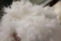 Duvet de plumes de canard blanc 95% pour veste, couette et sac de couchage
