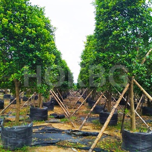 HOKBG vente en gros <span class=keywords><strong>pas</strong></span> <span class=keywords><strong>cher</strong></span> prix sac de culture pour <span class=keywords><strong>jardinière</strong></span> robuste Sacs de jardinage tissés avec poignées-Grobag, growbag - Product Image 6