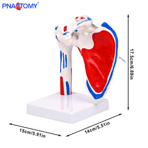 Modelo de Articulación de <span class=keywords><strong>Hombro</strong></span> <span class=keywords><strong>Humano</strong></span> de Tamaño Real con Músculos Pintados, Modelo de Articulación de <span class=keywords><strong>Hombro</strong></span> Flexible y Desmontable, Anatomía del <span class=keywords><strong>Esqueleto</strong></span> <span class=keywords><strong>Humano</strong></span> - Product Image 2