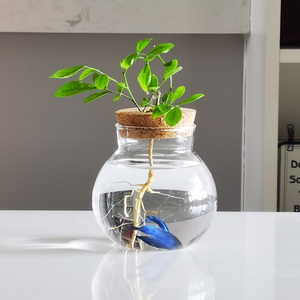 Hot Sale Desktop Terrarium Air Plant Propagation Water Station <b>Flower</b> Vase with Cork Saucer for Garden <b>Decor</b> - Product Image 2