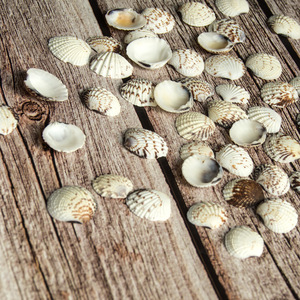 Natural Seashell Small Scallop <strong>Shells</strong> for Home Decoration - Product Image 1