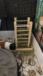 Mangeoire à foin en bois en gros, support d'alimentation pour lapins, distributeur automatique d'aliments pour animaux de compagnie, mangeoire à foin en bois massif pour petits animaux - Product Image 3