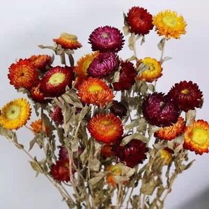 Fleur de pampa séchée naturelle (<span class=keywords><strong>Helichrysum</strong></span> <span class=keywords><strong>Bracteatum</strong></span>), marguerite éternelle multicolore pour arrangements floraux de maison et de mariage - Product Image 6