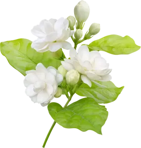 Parfum de bougie de parfum de marque pivoine <span class=keywords><strong>sauvage</strong></span> et <span class=keywords><strong>jasmin</strong></span> en vrac le plus vendu avec échantillon gratuit - Product Image 2