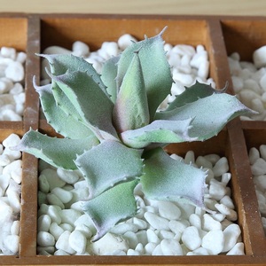 Hot Sale <strong>Small</strong>/mini <strong>Potted</strong> <strong>Plants</strong> <strong>Small</strong> Mini Size Artificial Succulent with Pot <strong>for</strong> Bed Room Decoration - Product Image 6