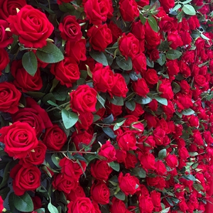 Vente en gros d'usine, fleurs artificielles de haute qualité, rose rouge en tissu de soie à toucher réel, pour la décoration, mariage, fleurs en vrac - Product Image 4