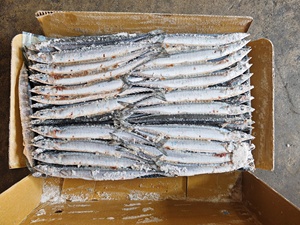 Pesce Saury del Pacifico Surgelato all'Ingrosso dalla Cina, Importazione ed Esportazione di Prodotti Ittici Surgelati, Poisson Frais, Poisson Congelé - Product Image 4