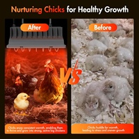 Chauffe-couveuse de poulet de haute qualité pour poussins