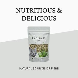 Kit d'<span class=keywords><strong>herbe</strong></span> à <span class=keywords><strong>chat</strong></span> biologique de qualité supérieure avec bol en céramique et plateau en bambou comprenant des pots de fleurs pour chats d'intérieur - Product Image 2