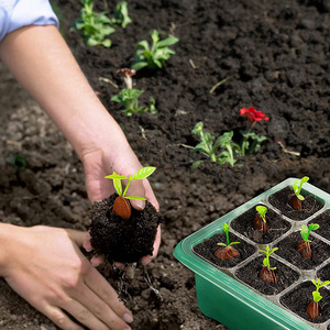 Vertak Mini Kas Plastic Landbouw Zaaibak Kinderkamer Herbruikbaar Zaad Starter Lade - Product Image 6