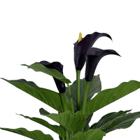 Bunga Calla Lily Burgundy Realistis (Bahan TPE) Model BF BF2627030 untuk Gaya Interior Modern