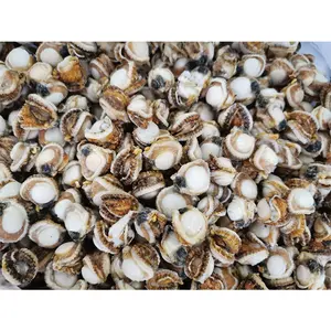 Frozen Scallop Wholesale Scallop Meat With Skirt Scallops Shellfish