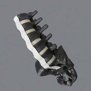 KyrenMed espuma sólida humana lombar 1 para sacro modelo espinhal lombar com raízes nervosas para ortopédica prática perfuração corte - Product Image 5