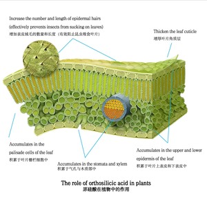 Engrais <span class=keywords><strong>Bio</strong></span> Liquide à Base d'Acide Orthosilicique/Monosilicique pH 2-3 à Libération Rapide pour Cultures, Légumes et Fruits - Product Image 4