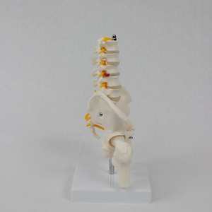 Modelo <span class=keywords><strong>de</strong></span> Anatomía Lumbar <span class=keywords><strong>de</strong></span> PVC <span class=keywords><strong>de</strong></span> Escala Media Profesional DARHMMY - Incluye Pelvis, Huesos <span class=keywords><strong>de</strong></span> <span class=keywords><strong>Pierna</strong></span> y Vías Nerviosas - Product Image 2