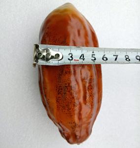 Decorazione di frutta e verdura modello di frutta cacao artificiale - Product Image 5