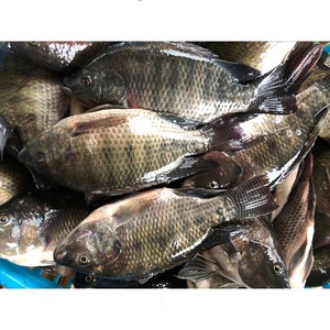 Exportador de Pescado de China, <span class=keywords><strong>Tilapia</strong></span> Congelada Entera Redonda de Todos los Tamaños, 200-800g, 800g o Más - Product Image 1