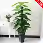 Breloque Guanyin en jade, 63 feuilles, sans pot, herbe incluse.