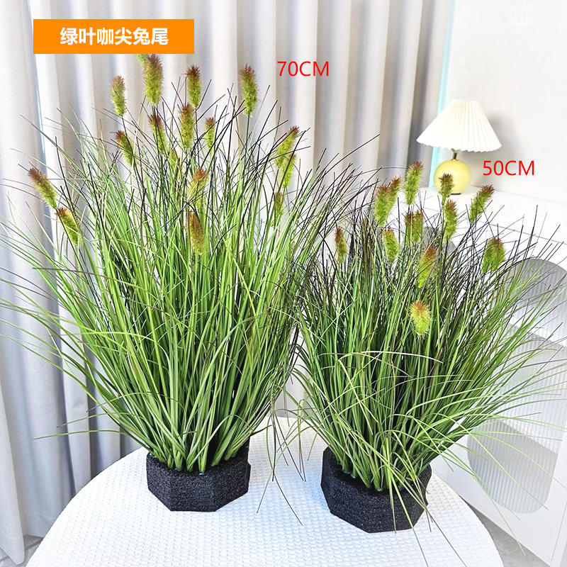 Queue de lapin à pointe de café à feuille verte